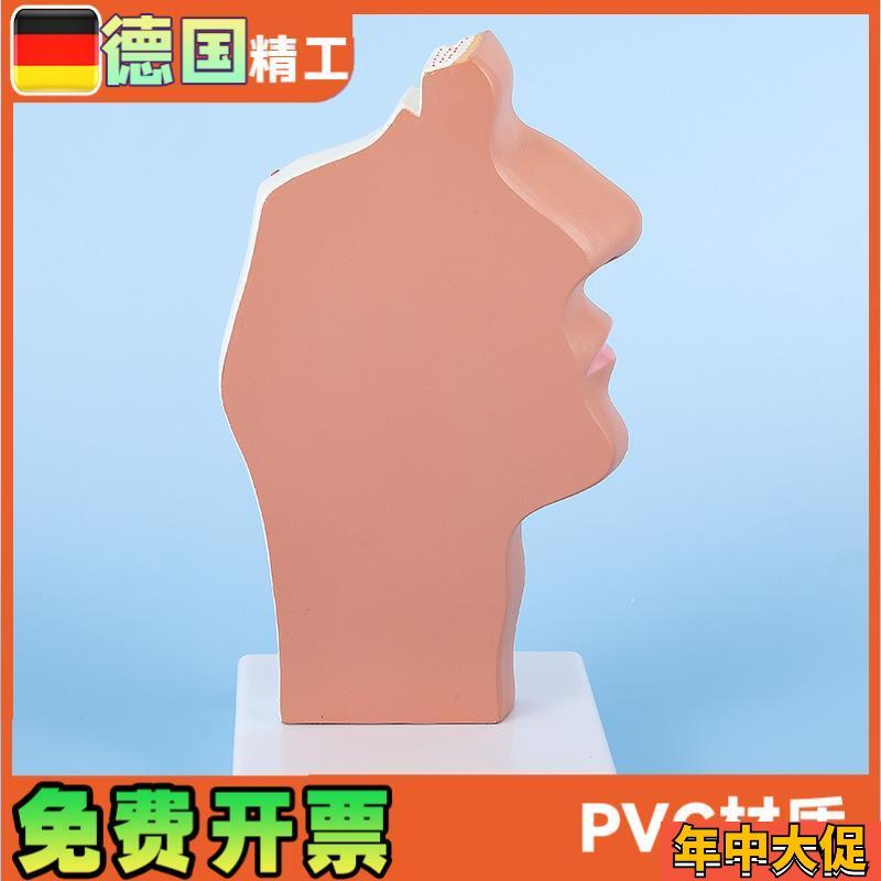 头部解剖模型口鼻咽喉 鼻腔病理模型 口鼻咽喉内侧面血管神经模型