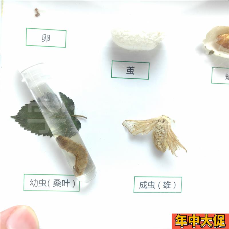 科普教学用动物标本43151桑蚕生活史发育标本真实昆虫标本科普用