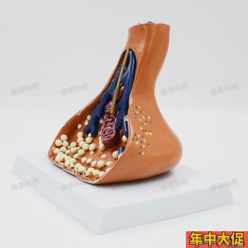 康泰模型突触放大神经传导线粒体神经元结构高中生物教学实验器材