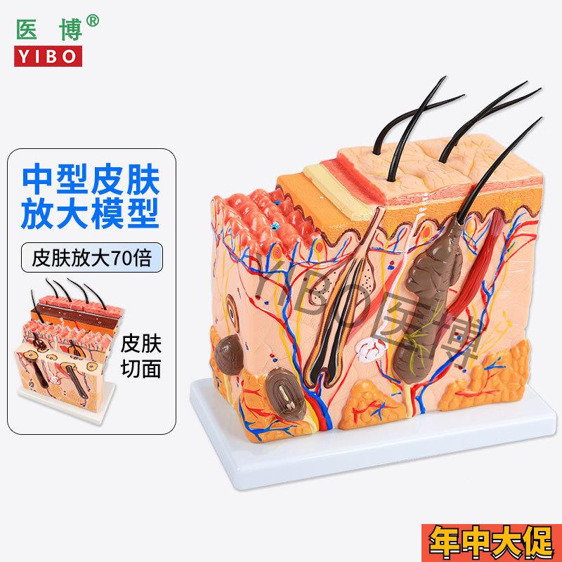医博 皮肤结构解剖模型 美容教学皮肤组织层次立体构造微整形 皮