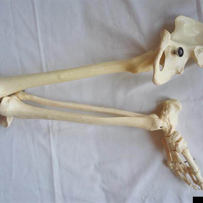 人体全腿骨骼模型股骨胫骨骨盆骨骼骨架下肢医用教学讲解展示人
