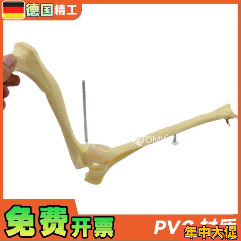 德国】狗肘关节模型犬骨骼关节解剖展示道具1比1大 医药促销礼品