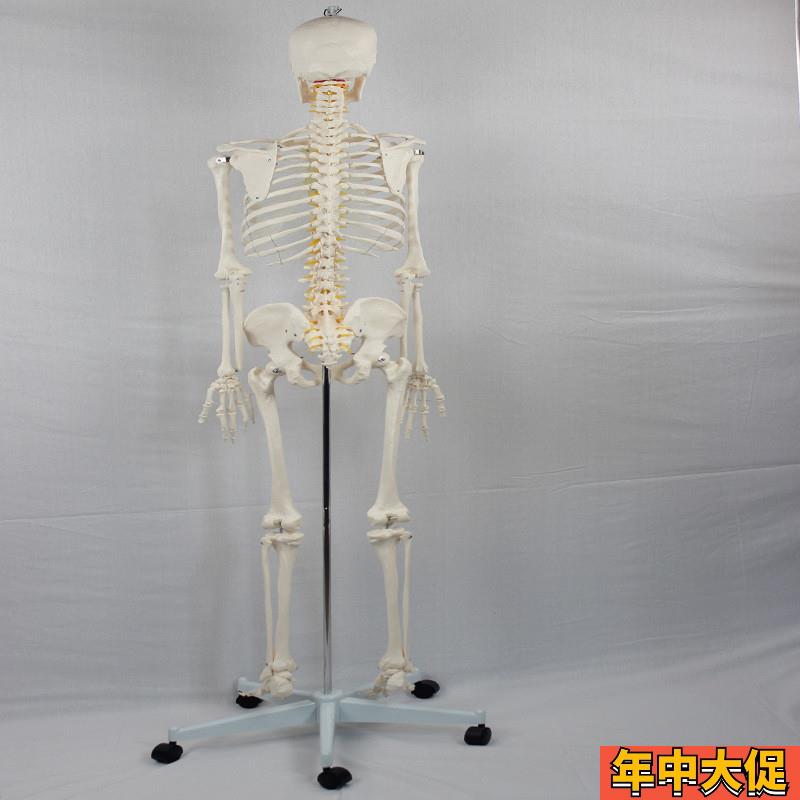 成人男性骨骼附脊神经和颈动脉 无泡沫盒包装 人体骨骼教学模型