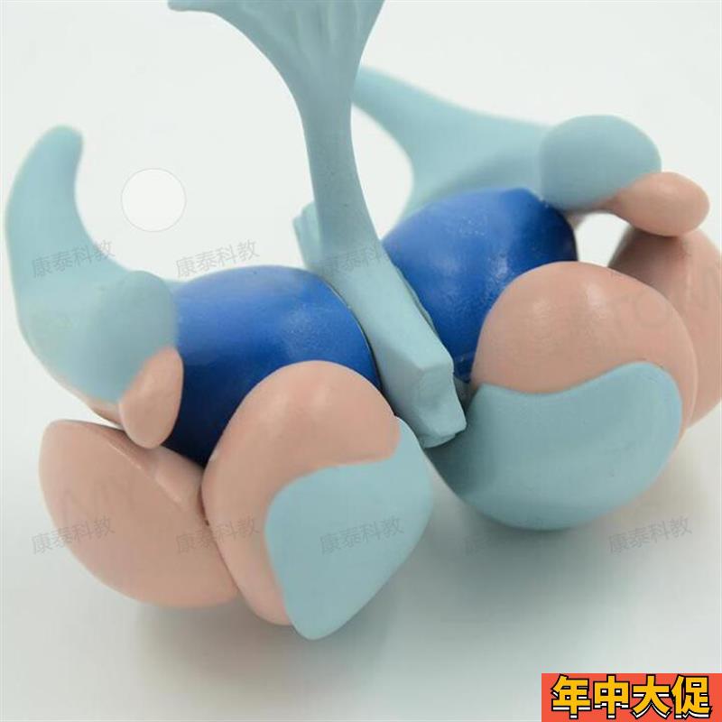 基底核模型神经节大脑神经核团自主运动尾状核苍白球壳屏状核杏仁