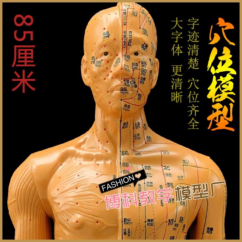 中医针灸穴位图人体模型教学85男全身十二经络R小皮人针灸穴位模