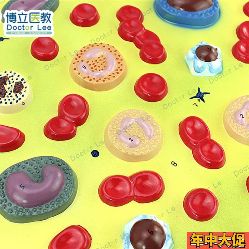 医学人体血细胞放大模型血 液 病学内科病理生理教学模型