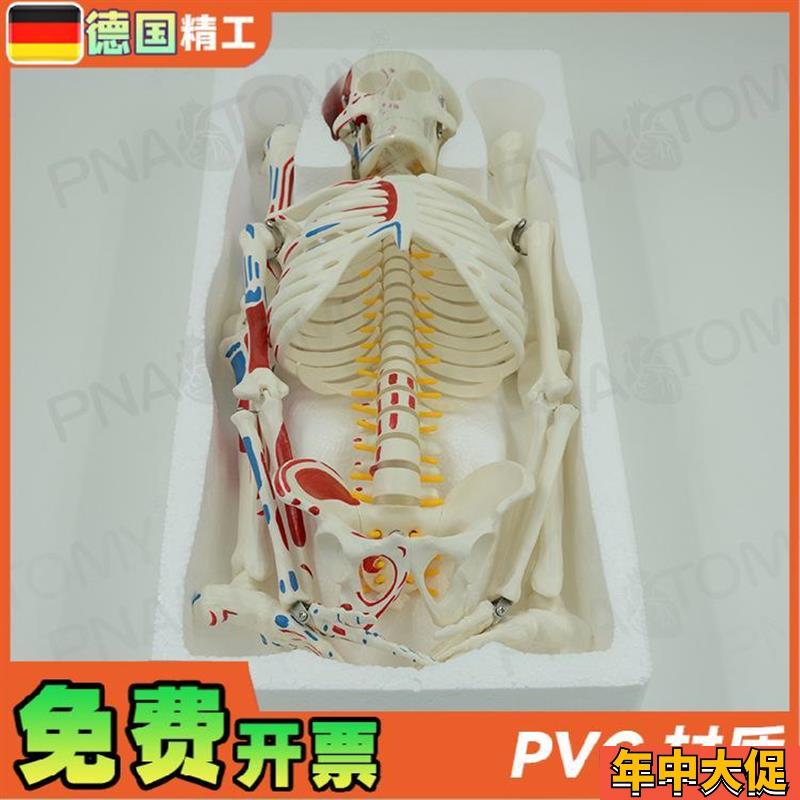 德国】85cm全身人体骨骼模型可拆卸可活动肌肉着色脊神经椎间盘骷
