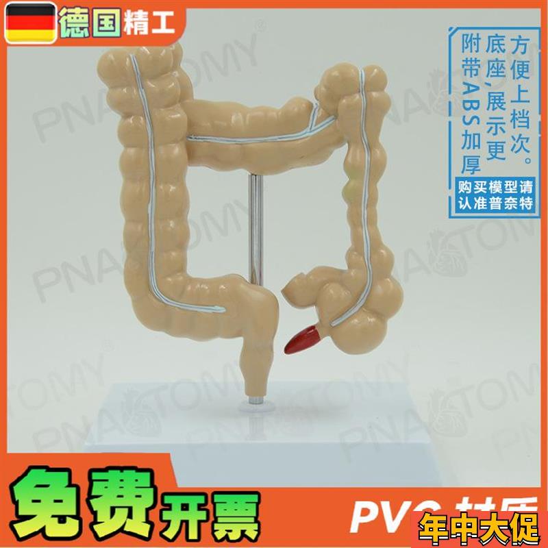 德国】仿真人体结肠大肠解剖模型肛肠科肠道肠胃消化系统教学