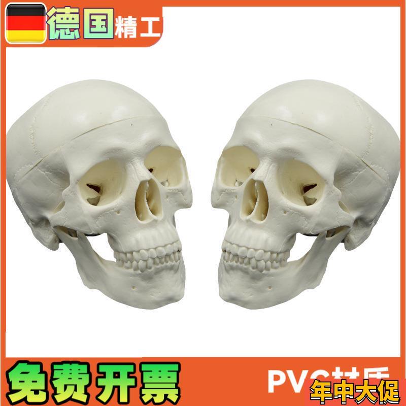 头骨模型艺术写生雕塑口腔学头颅骨教学可拆塑料骷髅头美术用