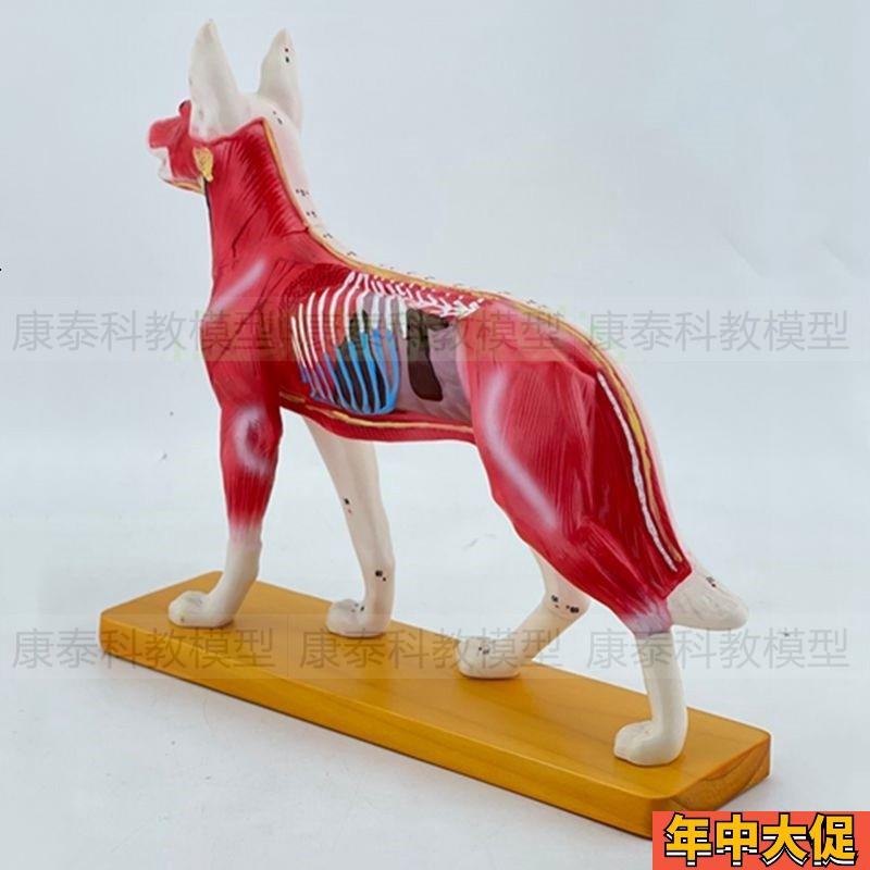 犬体针灸穴位模型狗皮肤肌肉解剖内脏动物穴位兽医宠物医生教学用