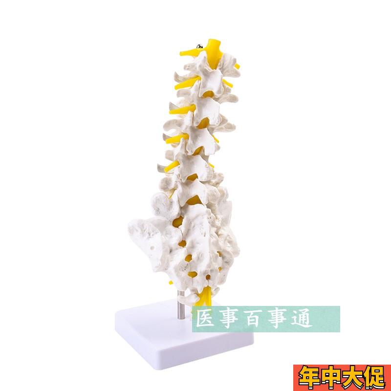 自然大人体五节腰椎模型 腰椎间盘 骨骼骨盆模型教学32CM高 包邮