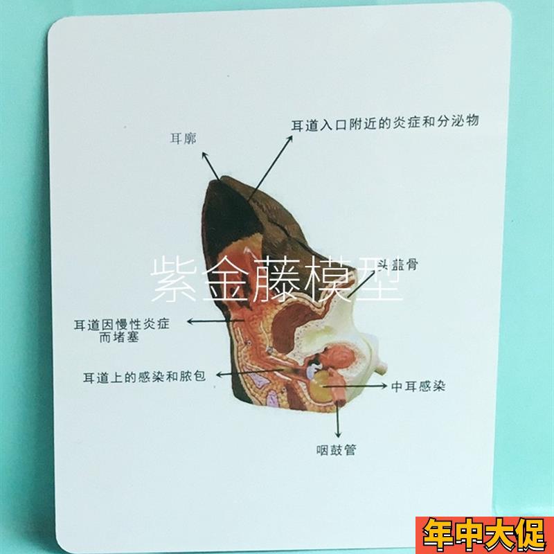 狗耳朵健康病态解剖模型带狗跳蚤动物犬科宠物犬兽医教学教具热卖