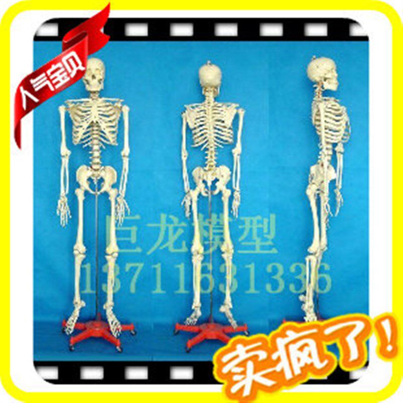 全国包邮人体模型!j 厂家直销! 彷真人体骨骼模型170CM 骨架模