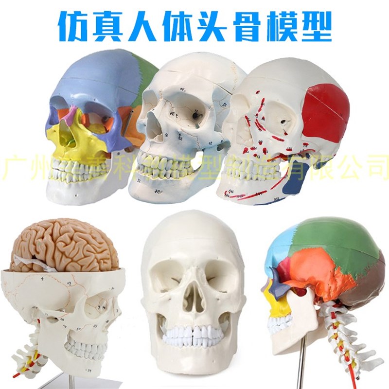 一比一医学仿真骷髅 人头骨模型 头颅骨解剖标本 Y数字编码标识