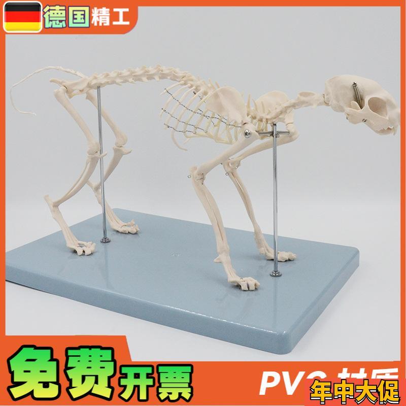 德国】猫骨骼模型 猫骨架解剖教具仿真小猫头骨脊柱关节可拆卸 宠