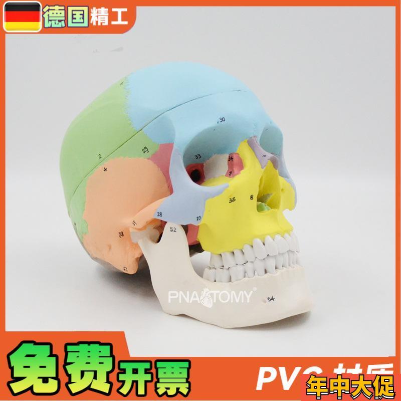 德国】1比1可拆彩色头骨模型数字标识3部件头颅骨解剖教学教具医