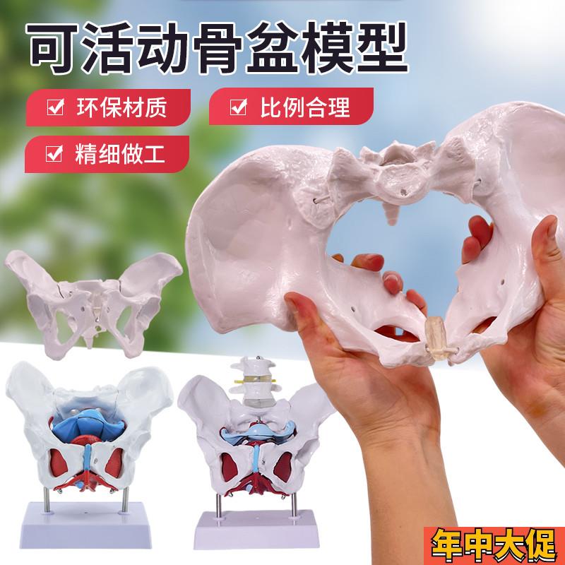 可活动女性骨盆及盆底肌肉模型 教学演示模型股骨盆骨人体骨盆