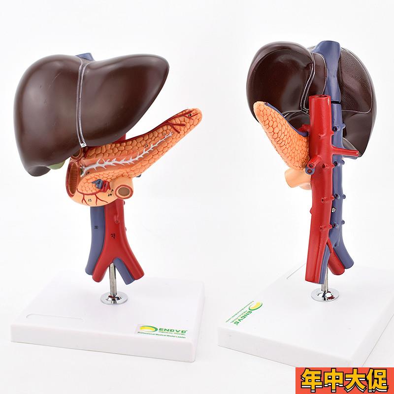 ENOVO颐诺肝胆胰十二指肠解剖腹腔主动脉静脉模型肝脏胰腺腔镜教
