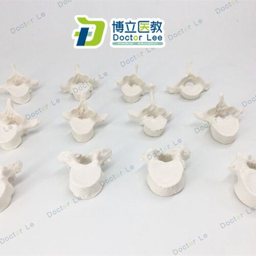 人体骨骼模型 散骨 脊柱 脊椎 医用教学脊椎 12节V 胸椎散股模型