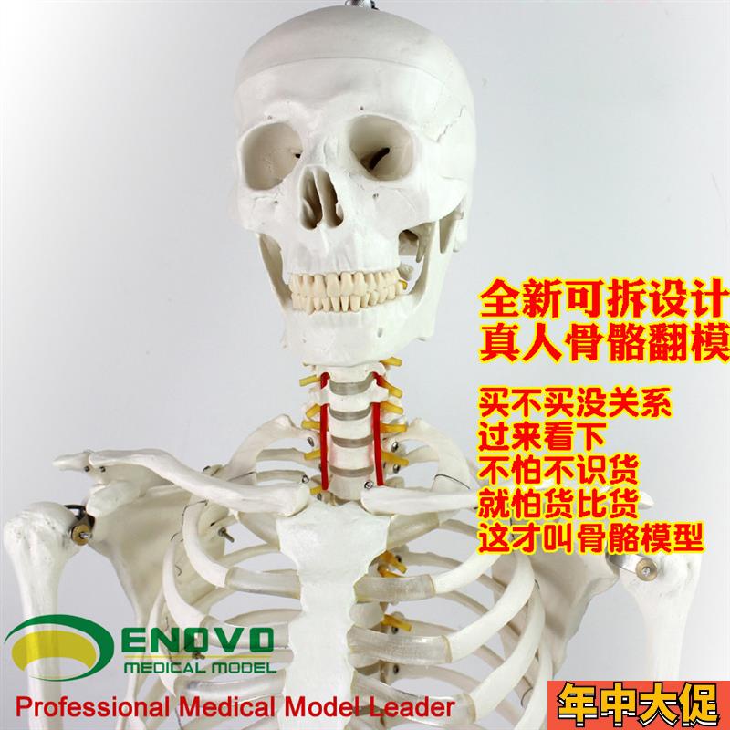 ENOVO颐诺170cm人体骨骼模型 骨架标本模型美术医学艺用可拆卸骨