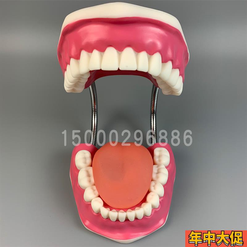 牙保健模型大号口腔医学护理刷牙指导 儿童牙列牙齿教学模型