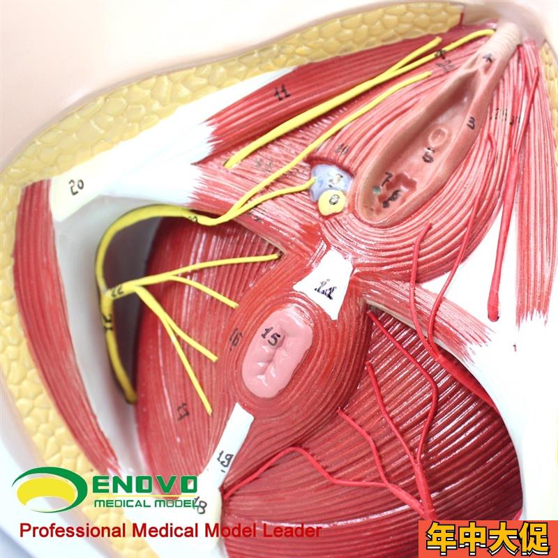 ENOVO颐诺女性会阴模型 骨盆血管神经盆底肌解剖教具妇科泌尿肛肠