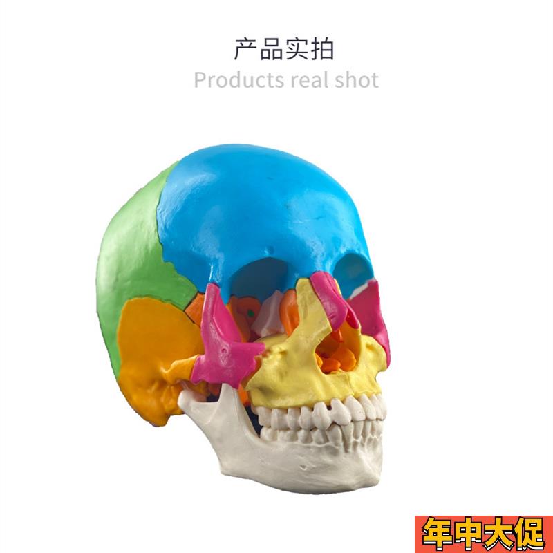可拆分22件1比1真人大小彩色头骨模型颅骨解剖医用美容口腔牙科