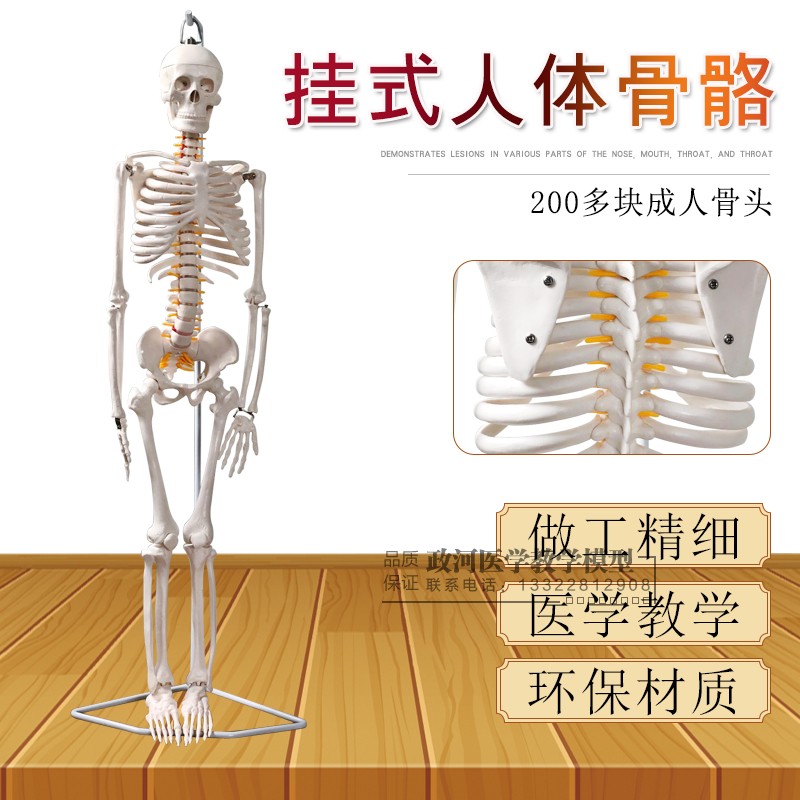 85CM人体骨骼模m型 可活动医用教学模型 骷髅骨架标本脊柱模型