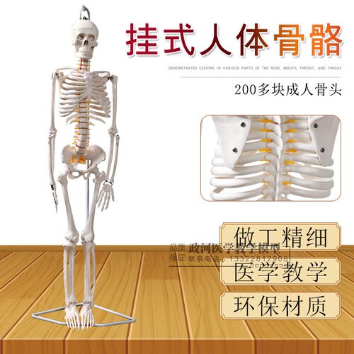 85CM人体骨骼模m型 可活动医用教学模型 骷髅骨架标本脊柱模型