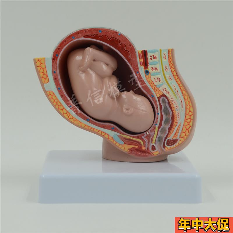 普信 盆腔模型 助产示教模型 胚胎发育模型 柜台展示 计生用品