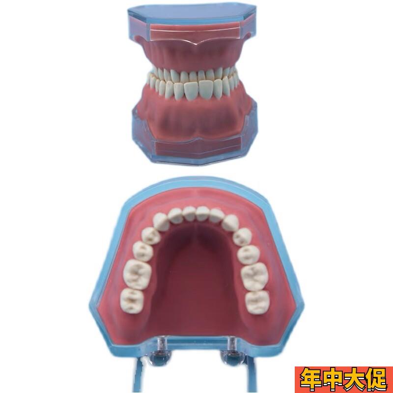 练习全口可拔牙模型离体牙可拆卸软牙龈牙科口腔教学演示工厂直销