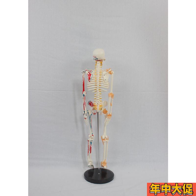 85CM骨骼神经椎间盘附半边肌肉起止标数字和韧带人体骨骼模型教学