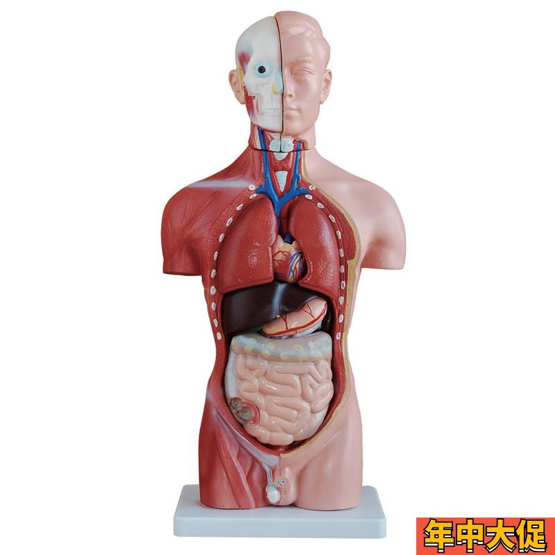躯干模型人体内脏胸腹部器官解剖男性五脏心肝脾肺肾结构教学玩具