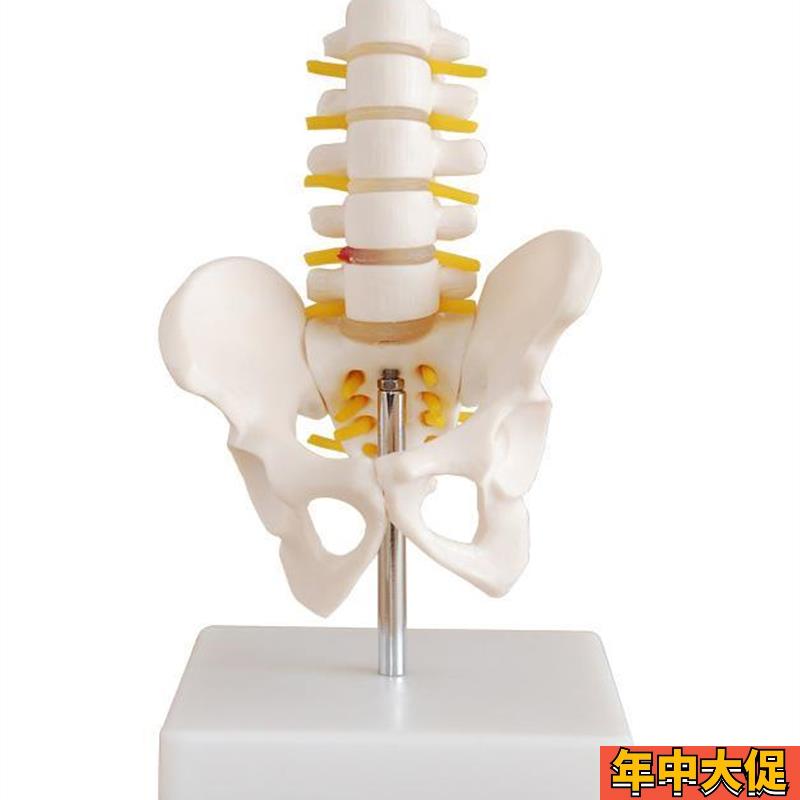 小型骨盆带五节腰椎模型人体盆骨骨骼解剖标本教学模具