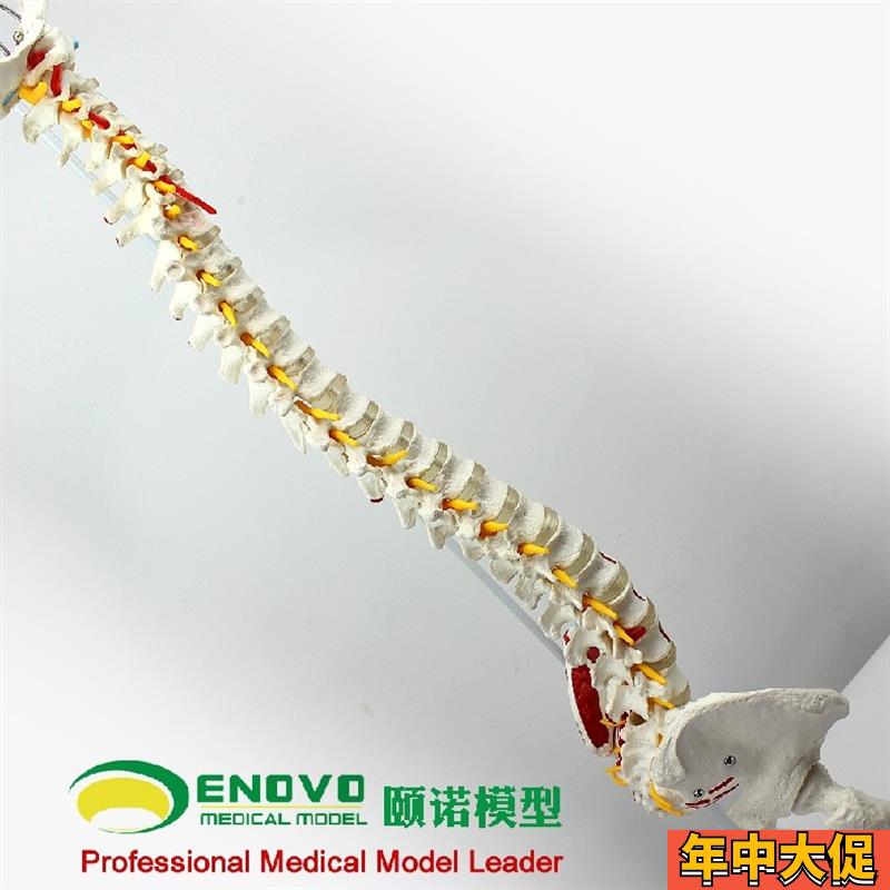 颐诺正品人体脊柱模型脊椎骨盆股骨肌肉起止点脊神经骨骼模型