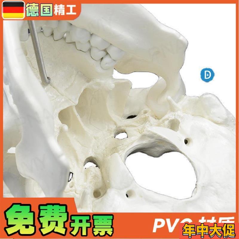 德国】1比1大人体头骨模型成人头颅骨仿真骷髅头骨教学 美术标本