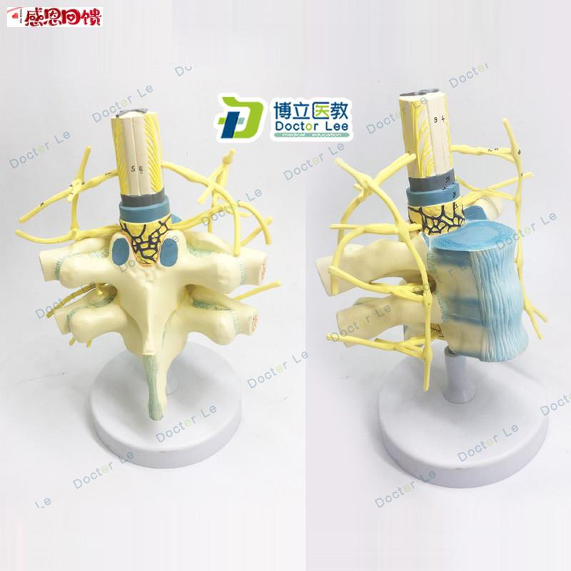 胸椎脊髓脊神经交感神经Y干模型 胸椎模型 人体神经教学教具神经