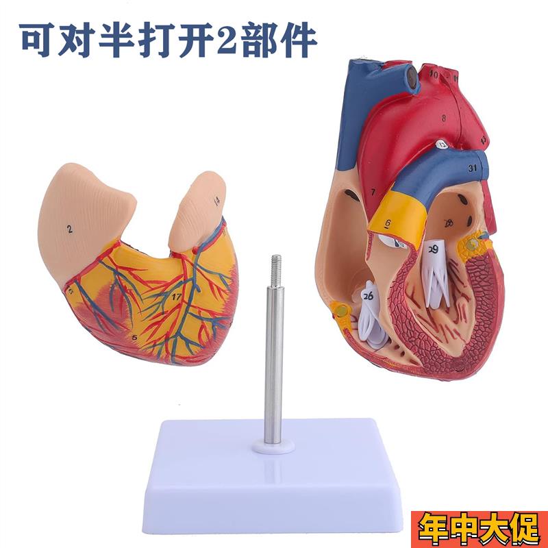 蓝蝶正品 医学人体心脏解剖模型 B超彩超心脏标本 心血管内科模型