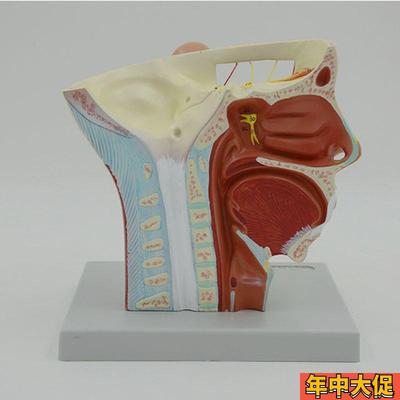 面部神经模型浅层肌肉血管颅底鼻腔牙齿咽喉颈椎外科局部解剖教学