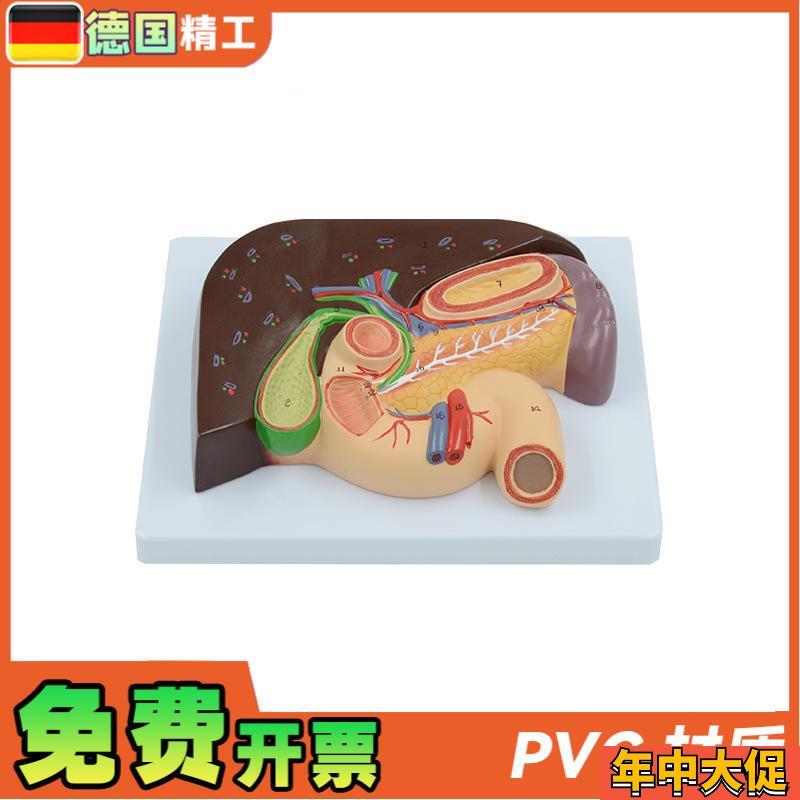 德国】人体胰腺肝脏十二指肠胆结石脾脏肝胆解剖模型教学 内科