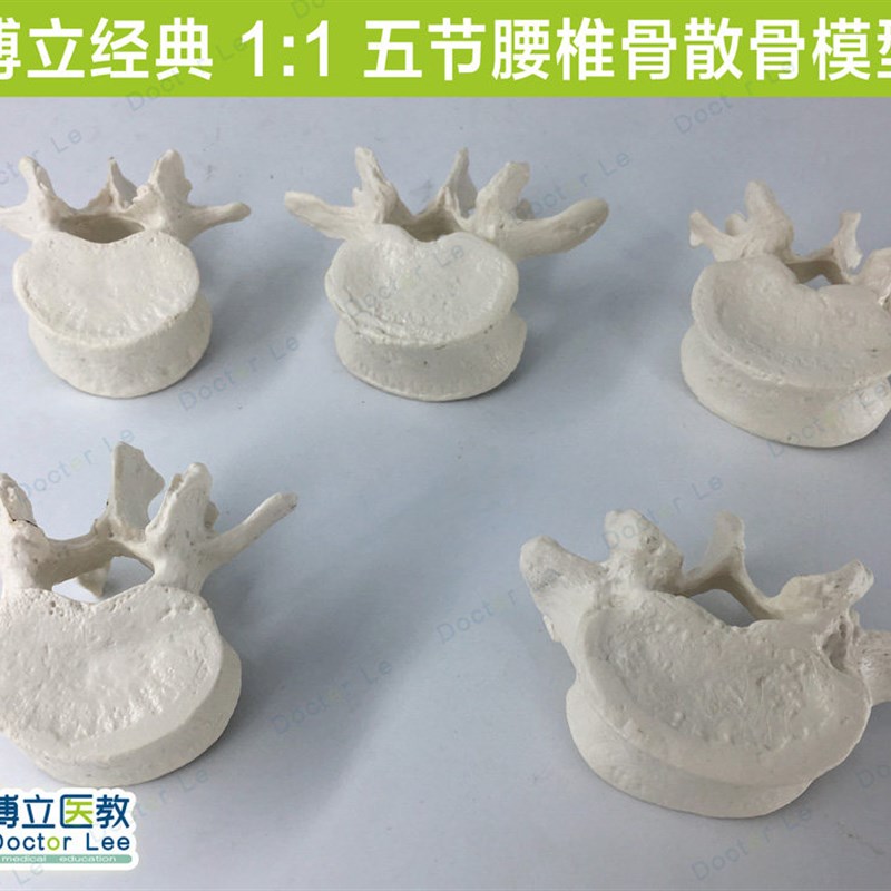 医学可拆成人5节腰椎散骨模型 脊椎正骨推拿O手术练习人体标本模