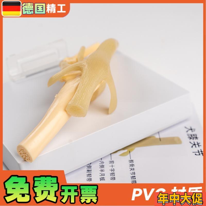 德国】犬骨骼模型仿真PVC材质狗狗膝关节弯曲韧带腿骨宠物医生诊