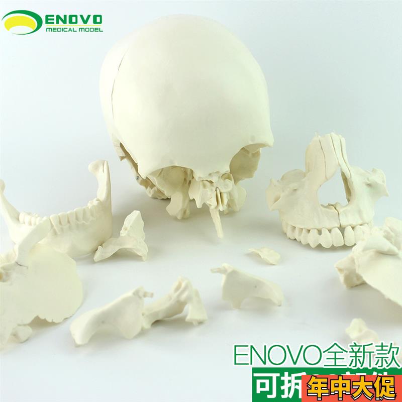 ENOVO颐诺医学用可分解人体头骨模型头颅骨拼装可拆美容微整形教