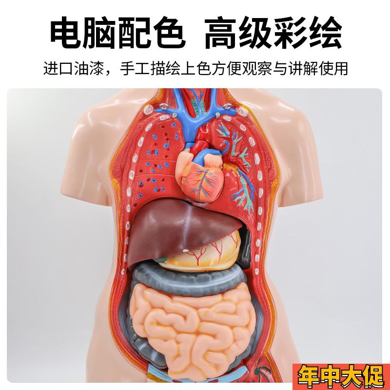 85cm28cm人体躯干解剖模型器官可拆卸医学教学心脏内脏模型玩具