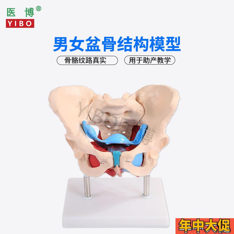 医博1:1成人男性骨盆模型 成人女性骨盆骨骼模型 女性骨盆带盆底
