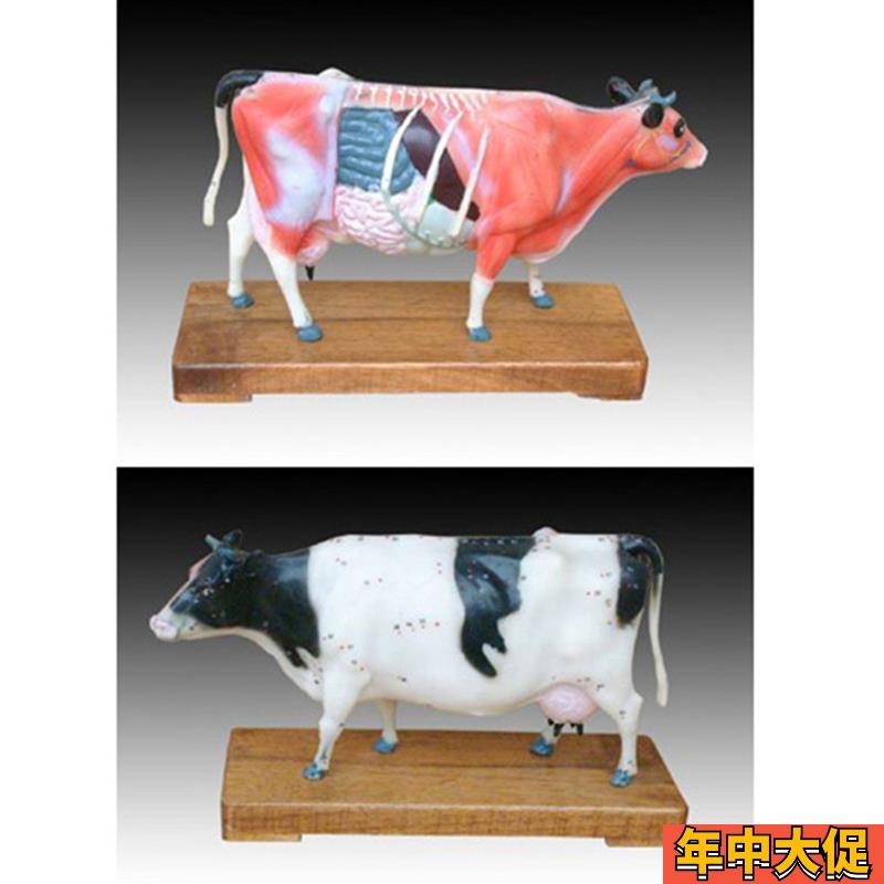 动物中医牛体针灸穴位练习模型解剖标本模具