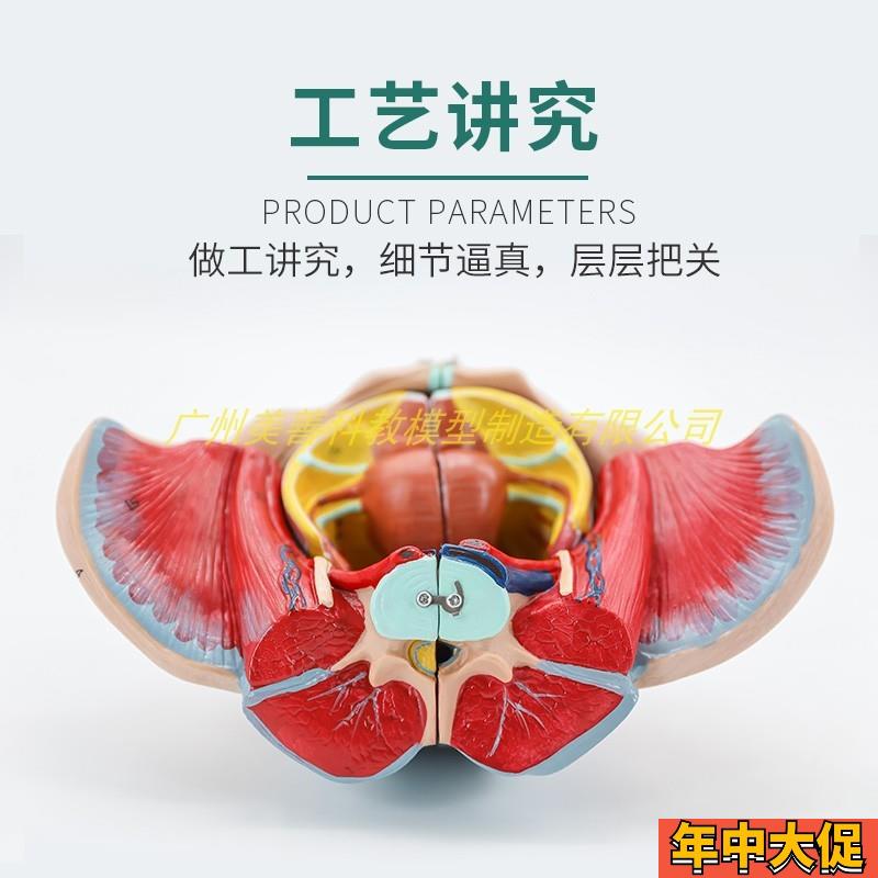 女性骨盆附盆底肌和神经血管带腰椎 盆骨生殖器解剖 骨盆模型