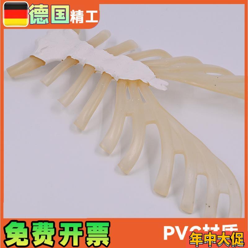 人体骨骼教具1比1散骨模型 胸腔胸肋骨带肋软骨 医用教学解剖模型