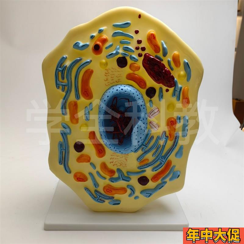 动物细胞模型 显微结构 解剖模型 细胞膜 细胞质 细胞核 线粒体