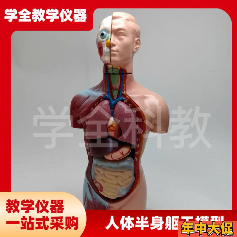 人体半身躯干模型65cm器官内脏教学心脏解剖可拆卸结构医学玩具